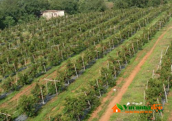Cây lựu có tên khoa học là Punica granatum thuộc họ Punicaceea #29 Cây lựu có tên khoa học là Punica granatum thuộc họ Punicaceea